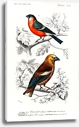 Постер Разные виды птиц 6
