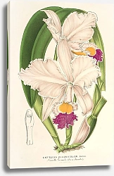 Постер Лемер Шарль Cattleya quadricolor