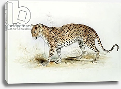 Постер Лир Эдвард The Leopard