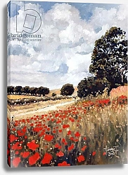 Постер Хурадо Траверсо Круз (совр) Wild Poppies, Hertfordshire, 2010