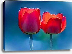 Постер Два красных тюльпана на синем фоне