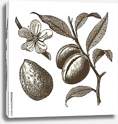Постер Цветы и плоды миндаля