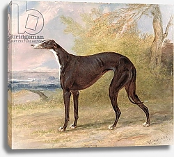 Постер Гаррад Джордж One of George Lane Fox's Winning Greyhounds: the Black and White Greyhound Bitch, Juno 1822