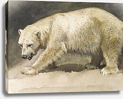 Постер He polar bear