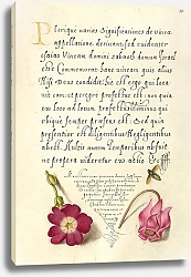 Постер Хофнагель Йорис Insect, Balkan Primrose, and Alpine Violet