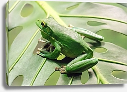 Постер Зеленая лягушка на дырявом листке