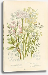 Постер Fennel, Mountain Meadow-saxifrange, Scottish Lovage, Meadow Pepper-saxifrage, Meu or Rald-money, Sea