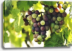 Постер Созревающий виноград