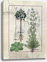 Постер Тестард Робинет (бот) Ms Fr. Fv VI #1 fol.155v Illustration from the 'Book of Simple Medicines