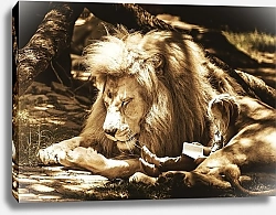 Постер Девочка со львом