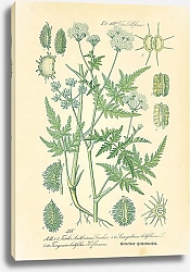 Постер Umbelliferae, Torilis Anthriscus Gmelin, Laserpitium latifolium, Turgenia latifolia Hoffmann