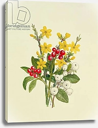 Постер Ходжсон Урсула (совр) Snowberries, Dogwood and Jasmine