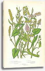 Постер Common Buckwheat, Climbing, Copse, Amphibius Persecaria, Spotted