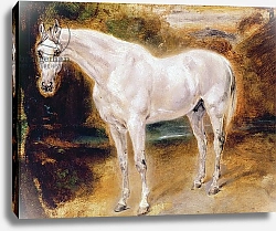 Постер Делакруа Эжен (Eugene Delacroix) White Horse