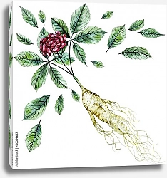 Постер Акварельный корень женьшеня и ягоды