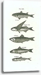 Постер Mullet, Flying Fish, Herring, Pilchrd, Anchovy 1