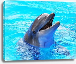 Постер Портрет дельфина
