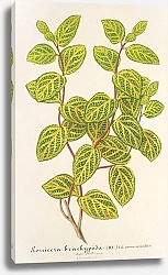 Постер Лемер Шарль Lonicera brachypoda, var. fol. aureo-variegatis