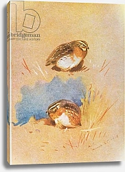Постер Торнбурн Арчибальд (Бриджман) Common Partridge studies, pub. by Book Club Associates, 1972