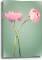 Постер Две красивых розовых цветка на зеленом фоне