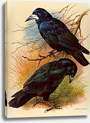 Постер Rock Crow And Carrion Crow