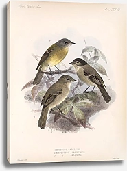 Постер Птицы J. G. Keulemans №42