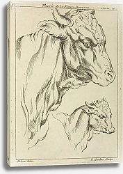 Постер Рубенс Петер (Pieter Paul Rubens) Heads and necks of two bulls in profile