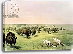 Постер Кэтлин Джордж Hunting Buffalo Camouflaged with Wolf Skins, c.1832
