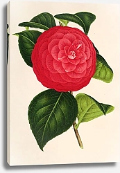 Постер Лемер Шарль Camellia Marchesa Davia