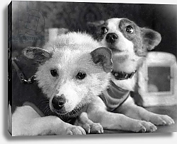 Постер Dogs Belka and Strelka after returning from space, 1960