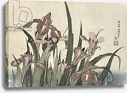 Постер Хокусай Кацушика Irises and grasshopper, pub. by Nishimura Eijudo, c.1832,