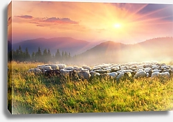 Постер Стадо овец на лугу
