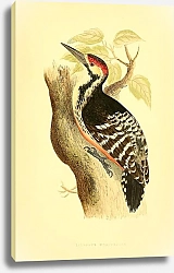 Постер Lilford's Woodpecker
