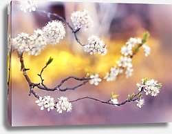 Постер Ветка цветущей вишни весной на рассвете