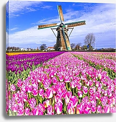 Постер Голландия. Поля тюльпанов с мельницами