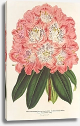 Постер Лемер Шарль Rhododendrum Duchesse de Nassau