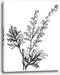 Постер Absinthe plant, Artemisia absinthium or wormwood engraving