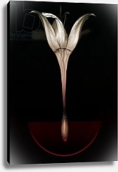Постер Лильха Йохан Bleeding lily,2013,