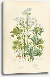 Постер White-rot, Wood Sanicle, Sea Holly, Field Eryngo, Water Hemlock, Wild Celery