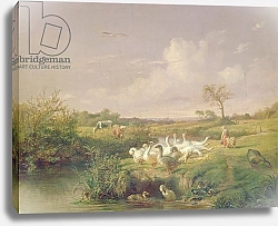 Постер Спектер Отто Geese Grazing, 1854