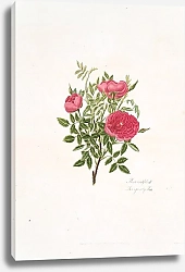 Постер Лоуренс Мэри Rosa centifolia5