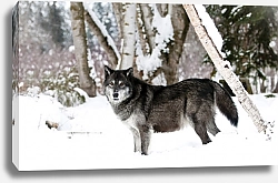 Постер Черный волк на фоне зимнего леса