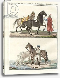 Постер Школа: Немецкая школа (19 в.) The horse with its different kinds