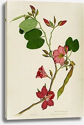 Постер Неизвестен Bauhinia purpurea