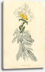 Постер Calceolaria Rugosa