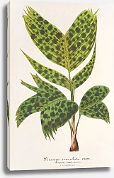 Постер Лемер Шарль Pinanga maculata