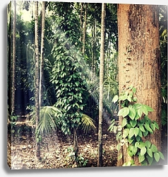 Постер Тропический лес