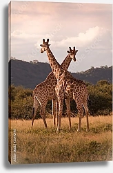 Постер Два жирафа скрестили шеи