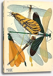 Постер Insects by E. A. Seguy №20