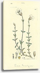 Постер Sowerby Ботаника №19 1